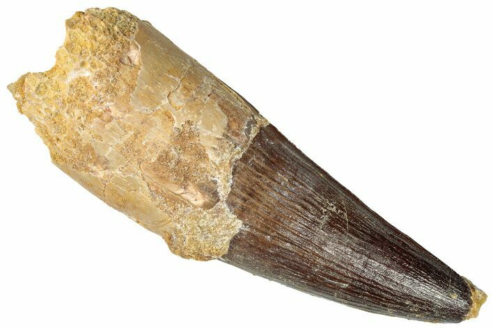 Real Spinosaurus Tooth - Giant Dinosaur Tooth #302844